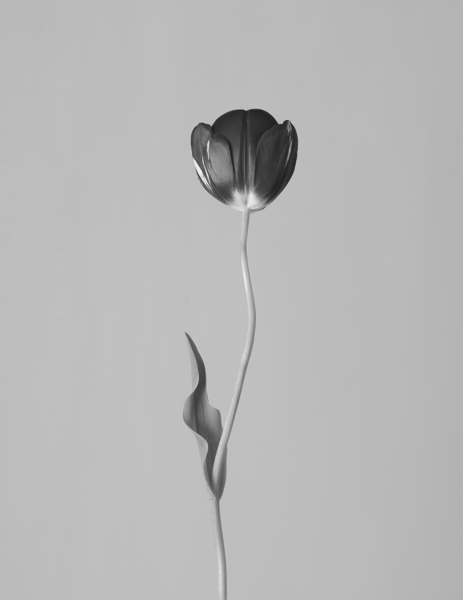 Tulip
