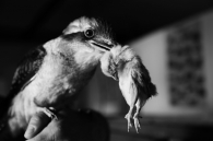 The Kookaburra and the Chick