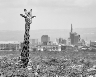 Urban Giraffe