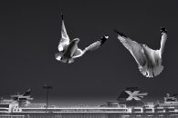 2 ring-billed gulls flying over the Celebrity Summit Cruise Ship leaving Quebec city, Sunday, October 12th 2014