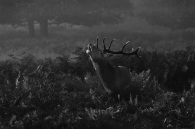Stag Deer in the Morning.