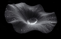 Lotus Nebula
