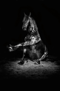 Jauke (Frisian Horse) III