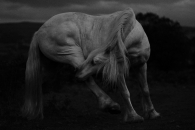Mountain Pony at Night