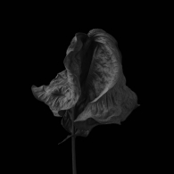 Dead flower