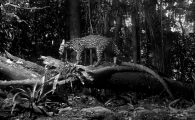 Ocelot of the rainforest