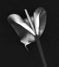 View of a Different Calla