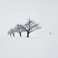 In Search of Silence - Tree II