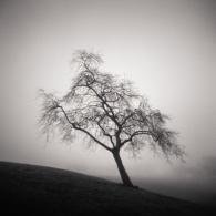Tree in Fog 