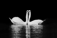 Mating Swans