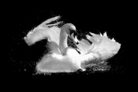 Swan bathing