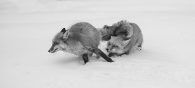 Red Foxes Playing