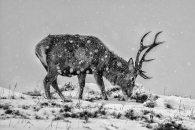 Red deer in snowstorm