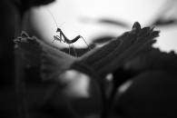 Mantis Silhouette