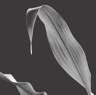 Wang_Yong_corn leaves