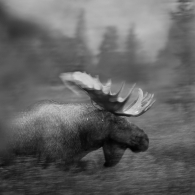 Rutting Moose
