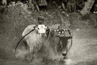The Pacu Jawi (Bull Races)