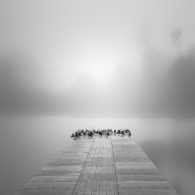 seagulls & fog