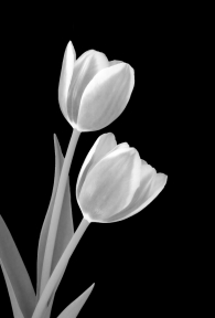 Tulips In Black And White