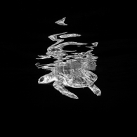 Sea turtle and it´s reflection.