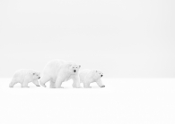 Beautiful Family in Arctic