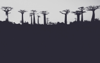 Ancient Baobabs