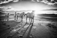 White horses of the Camargue