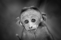 Young Toque Macaque