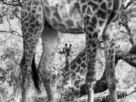 Hope: Portrait of a Young Giraffe