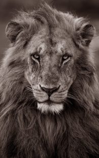 Lion staring 
