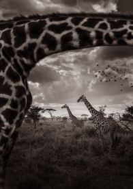 Look through the giraffe