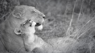 mother`s love | lions khwai concession moremi game reserve | botswana 2017