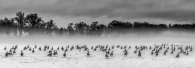 Geese Gather in the Gloom