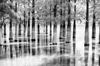 Trees In The Water