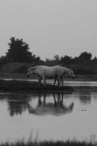 Camargue Horse and their life, part 5