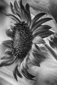 Sun Flower in Black & White