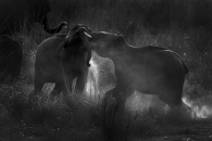 Tuskers fight
