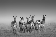 Zebra at Masai Mara