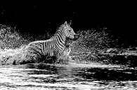 Zebra Crossing.