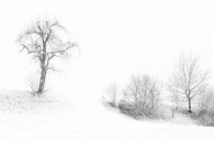 Snow falling on trees