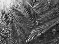Frost Feathers