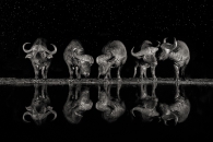 Buffaloes in the waterhole at night