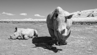 White Rhinoceros Family