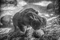 THARAKAN-ARUN_PATROLLING HIPPO