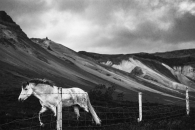 Wild horses - Iceland