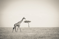 Girafe eating a tree