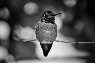 Anna’s Hummingbird 