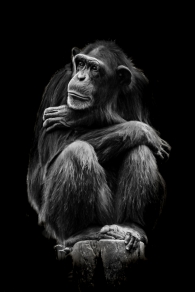 Portrait of a chimp