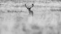 Deer in alone
