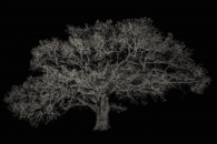 Portrait of a Millennium Oak